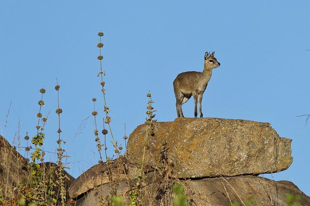 094 Tanzania, N-Serengeti, klipspringer.jpg